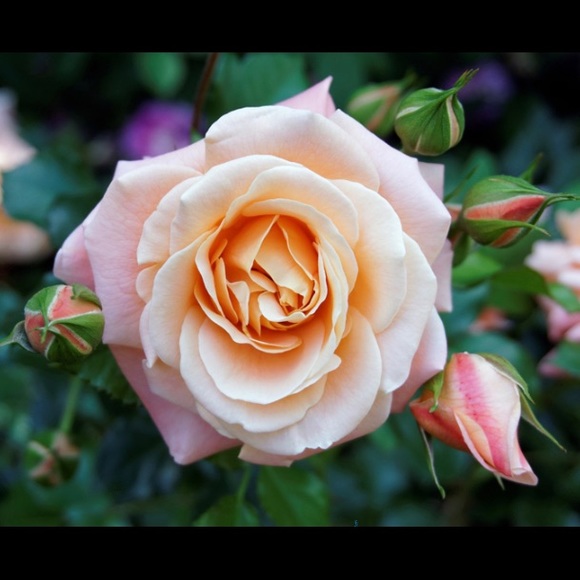 livi_rose_2007